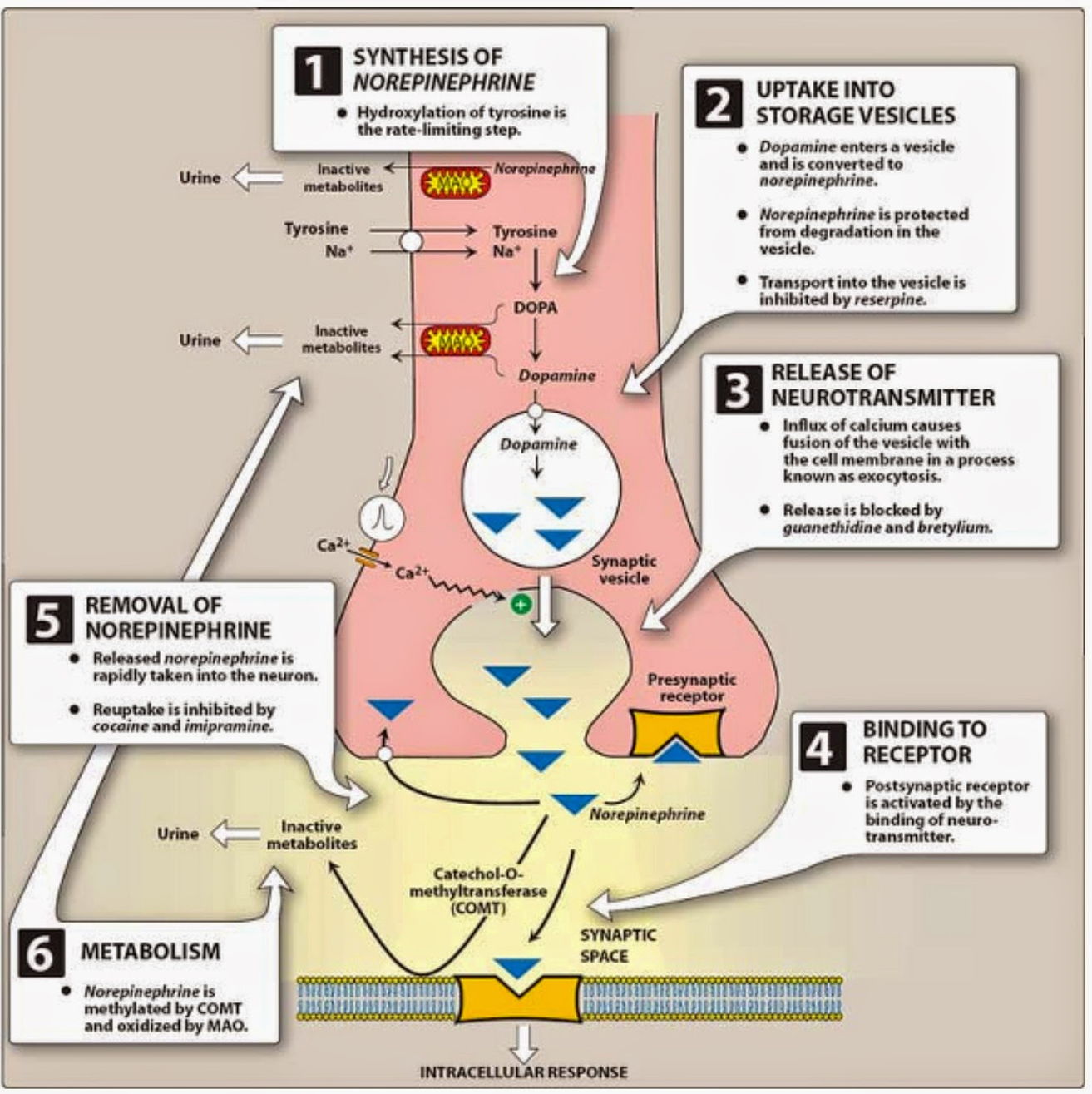 Epinephrine mechanism of action