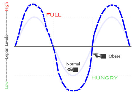 leptin_weight+gain