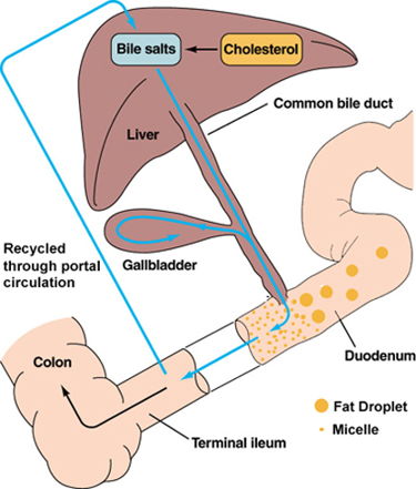 Proactol-XS-fat-digestion