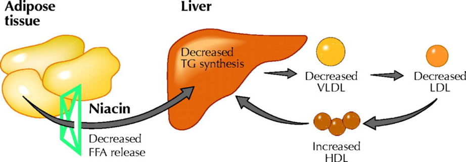 niacin-for-cholesterol
