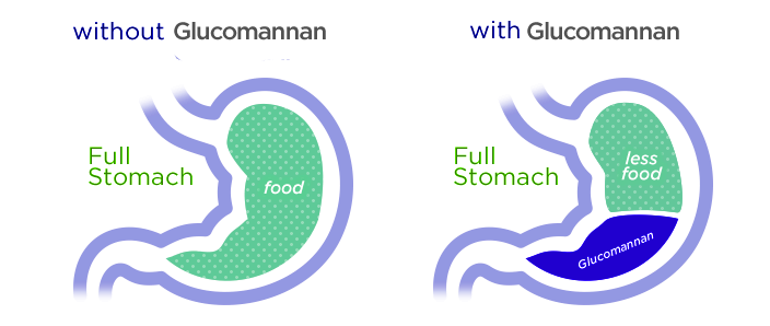 glucomannan-Easyslim 10_Mechanism_of_Action