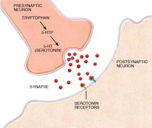 mechanism-of-action-of-5-htp