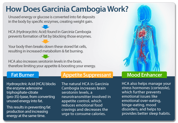 How-Does-Garcinia-Cambogia Extra Work