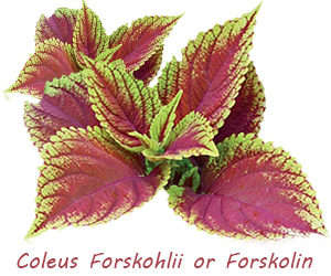 coleus-forskohlii