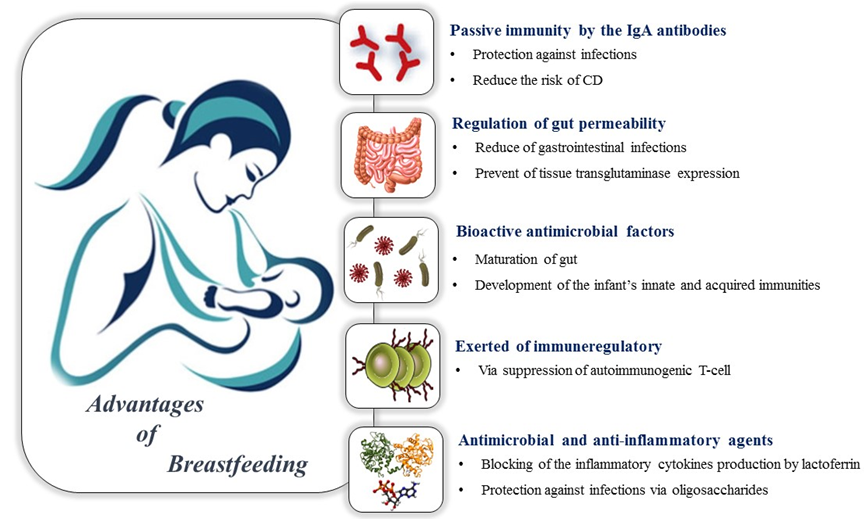 BreastFeeding WEight loss