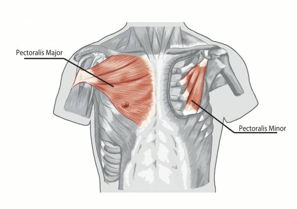 pectoral muscles workout